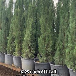 Pinos Italianos Cypress 3gallones 6pies De Alto 