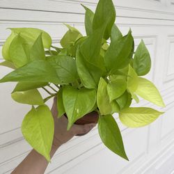 Beautiful Neon Pothos Plant