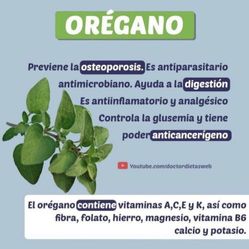 cuban oregano or Coleus amboinicus/perennial succulent //