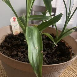 Dracena !   For inside 