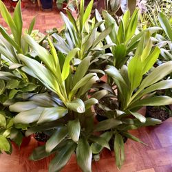 🌿30” Tall Gorgeous HAWAIIAN 🌺 Green Ti Plant is a natural stress reliever🙏PLS READ DESCRIPTION