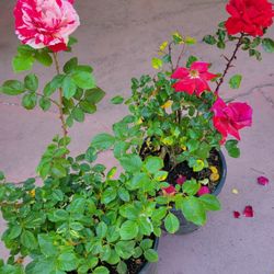 Roses Plants In 5gal Pot $20 Each