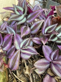 Wandering Jew 3 Gallon size