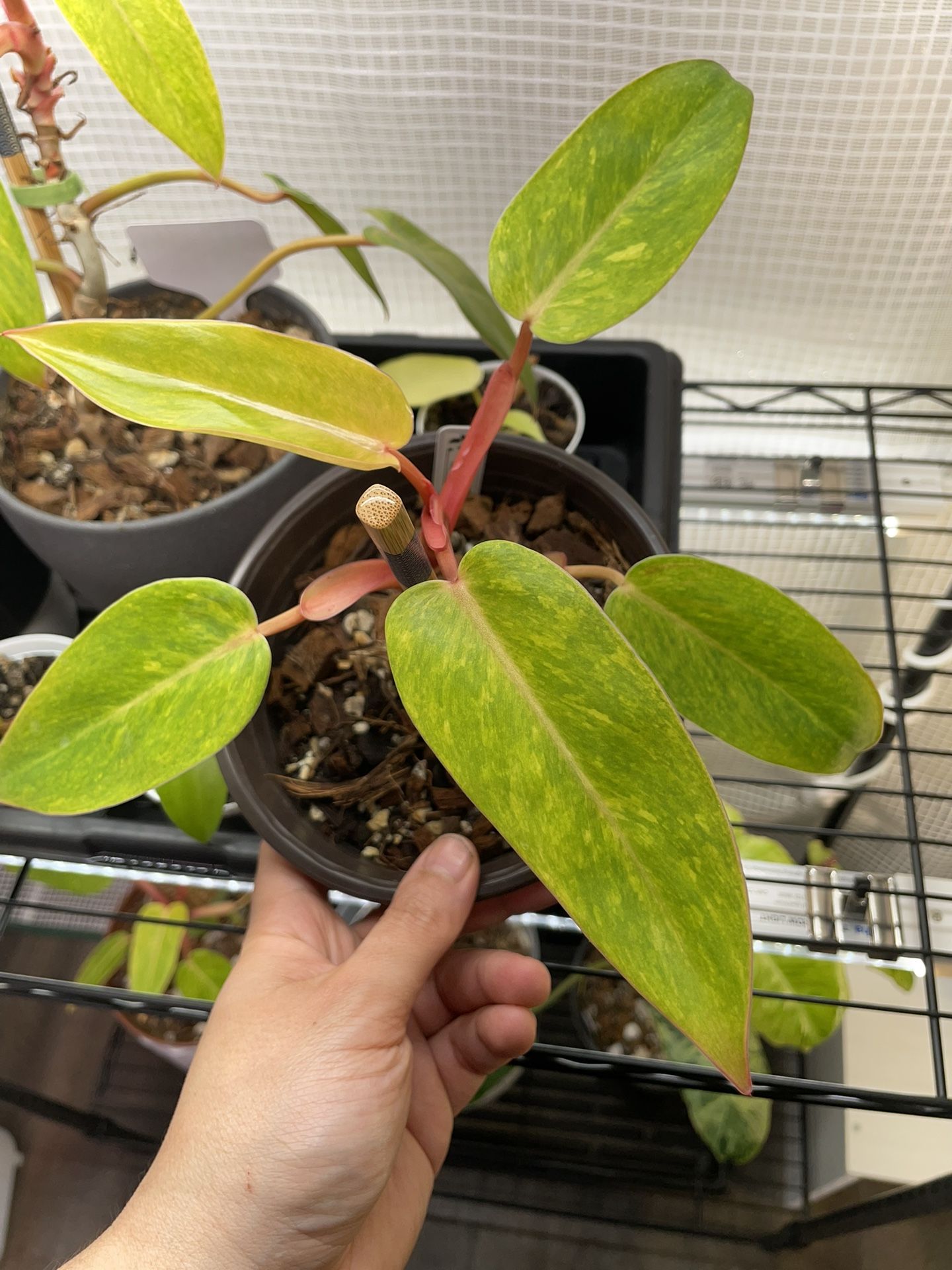Philodendron Painted Lady