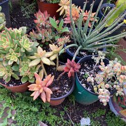 Succulent Plants For $4 Each 