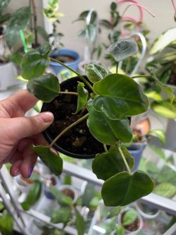 6 indoor plants - one price