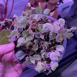Begonia prismacarpa variegated 