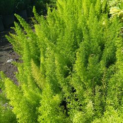 FOXTAIL FERN PRIVACY HEDGE PLANTS 3GL $6🏡🏡