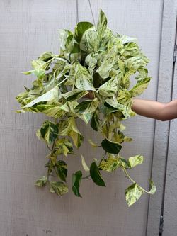 6” xl Pothos ricotta very hard to find in this size