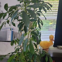 The DWARF UMBRELLA tree (Heptapleurum arboricola) 