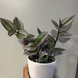 Purple Nanouk Well Rooted In 5 Inches Container 