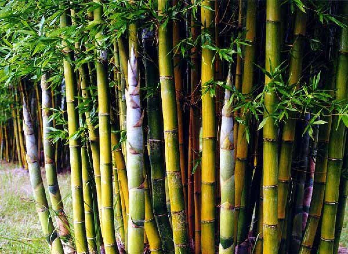 Giant Timber Bamboo, Clumping Variety
