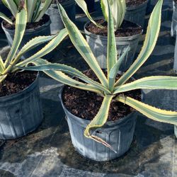 Americano Agave - 7gl