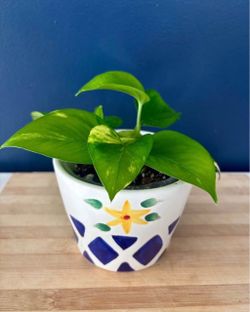 Golden Pothos in Hand-Painted Ceramic Pot