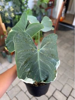 Mickey Mouse Alocasia