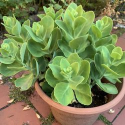 One Pot Sedum Autumn Joy Plant Pink Blooms(4 Available)