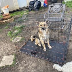 Dog Cage For Sale