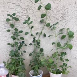 Mexican Mint Plants