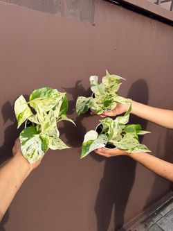4” ricotta pothos