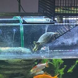 50 gallon acrylic aquarium, stand & accessories for sale or trade