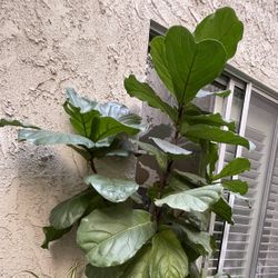 Ficus Fiddle Leaf Fig Plant 10’ Tall 
