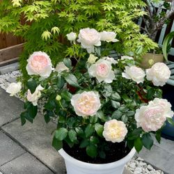 š¹ BOLERO ROSE ā 5 GALLON | SUPER BLOOM