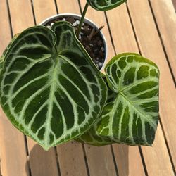 Anthurium Doriyaki House plant