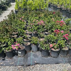 I’m Selling Bougainvillea And More Plants In Golden Euonymus Different Colors Latanas