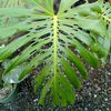 ShadeStems