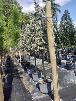 Silver Buttonwood 15g