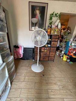 Fan