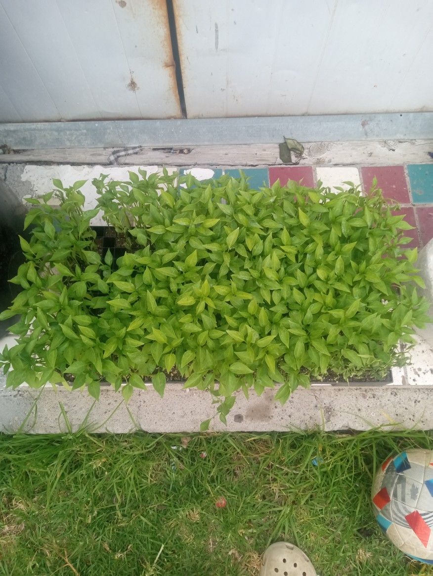 Chile Jalapeño, Pepper Jalapeño