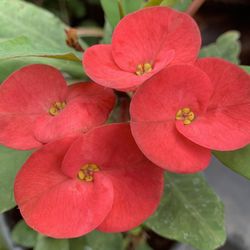 Corona de Cristo / flor Grande