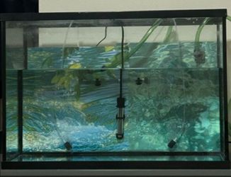 Fish tank