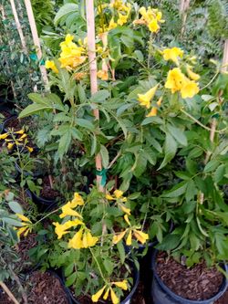 Variedad De Plantas $15 And Up