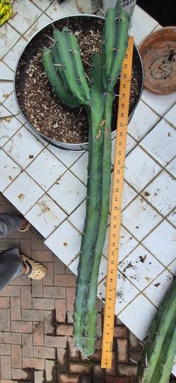 Blue Myrtle Cactus 🌵 Cuttings