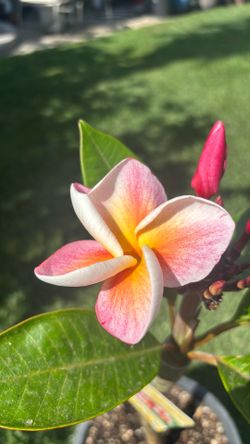 Plumeria J105