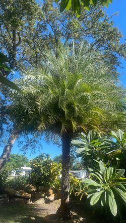 35 Ft Sylvester Palm Tree