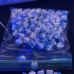 Rk61 Blue Keyboard Switches