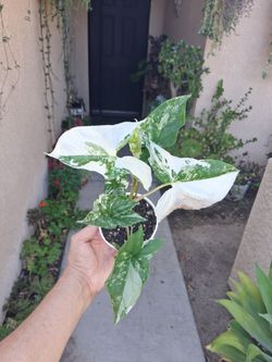 Syngonium Albo Variegated Plant $23