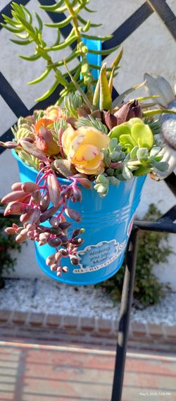 Last Minute Mother's Day Gifts Succulents