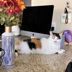 Mac Desktop  Computer