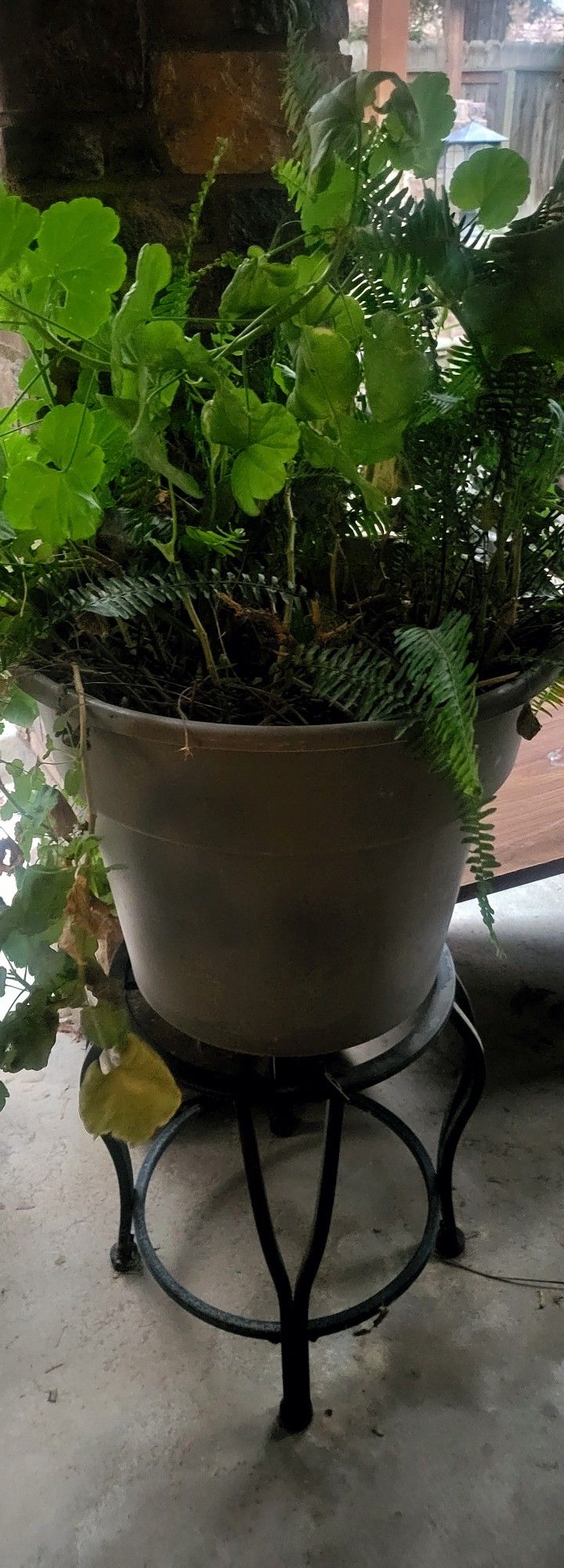 Big Plant With  Stand 