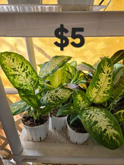 Dieffenbachia