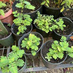 Chanca Piedra Plants for Sale in San Antonio, TX - OfferUp