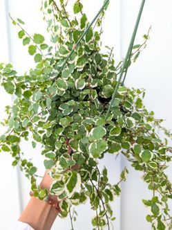 Creeping Ficus Repens Variegated Plant 6" Pot - Indoor House Plants