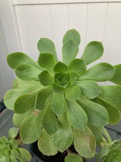 Succulent plant