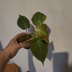 Philodendron Camposportanum Plant