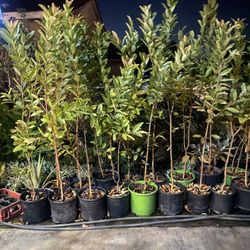 Succulents And Guava Trees