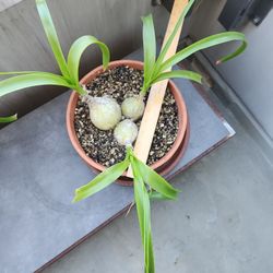 Pregnant Onion - Albuca bracteata